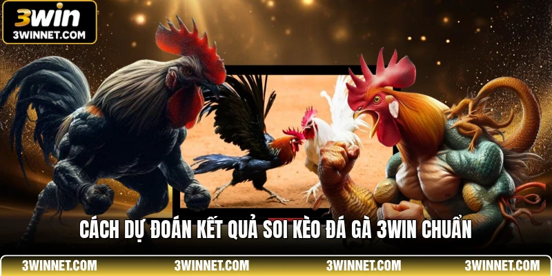 Soi Kèo Đá Gà 3WIN - Bí Quyết Dự Đoán Kết Quả Luôn Thắng 1 Cách dự đoán kết quả soi kèo đá gà 3WIN chuẩn