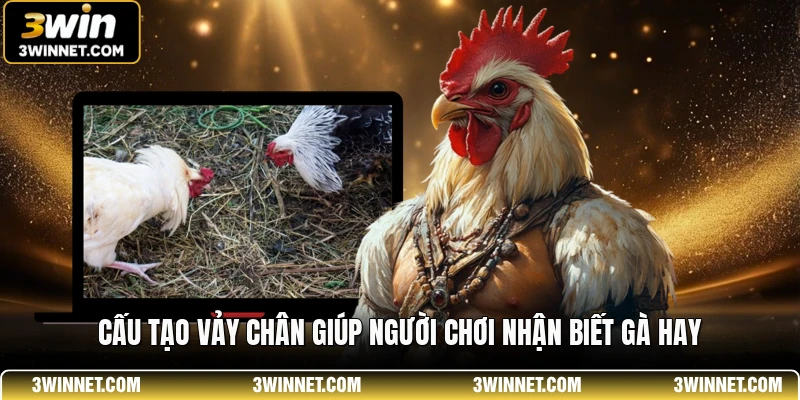 Cách Xem Tướng Gà Đá - Bí Quyết Chọn Chiến Kê Đỉnh Cao 3 Cấu tạo vảy chân giúp người chơi nhận biết gà hay
