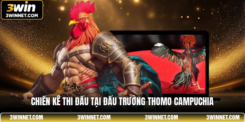 Chiến kê thi đấu tại đấu trường Thomo Campuchia