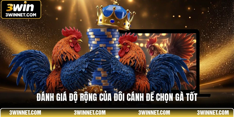 Cách Xem Tướng Gà Đá - Bí Quyết Chọn Chiến Kê Đỉnh Cao 2 Đánh giá độ rộng của đôi cánh để chọn gà tốt